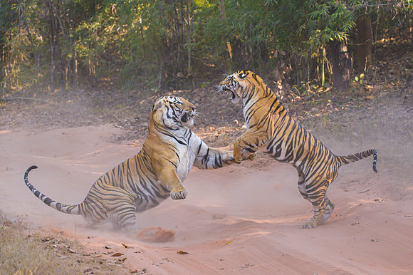 Tiger fight