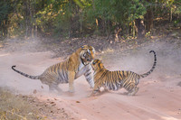 Tiger fight