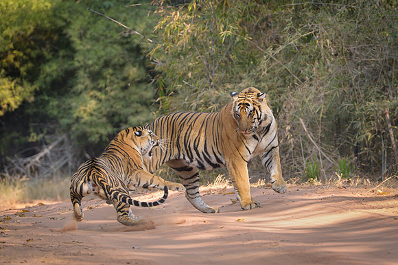 Tiger fight