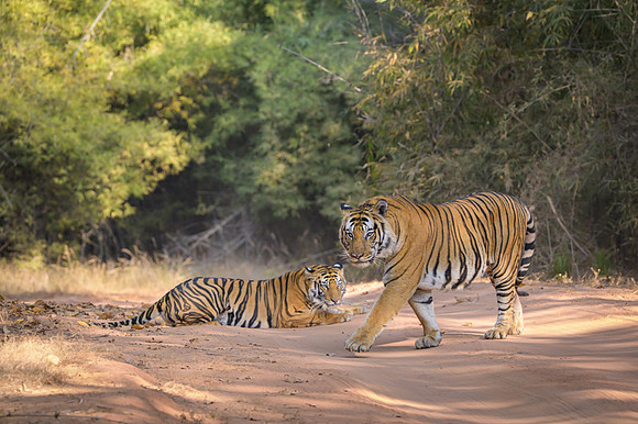 Tiger fight