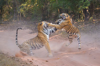 Tiger fight