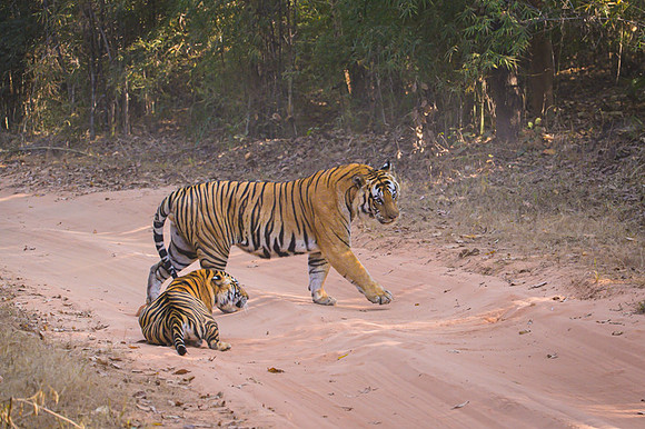 Tiger fight