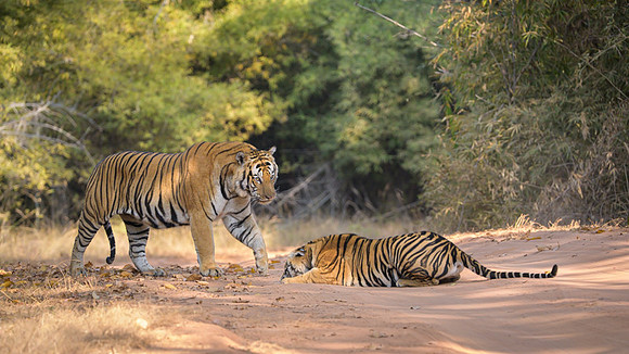 Tiger fight