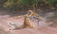 Tiger fight