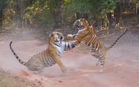 Tiger fight