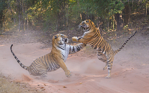 Tiger fight