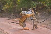 Tiger fight