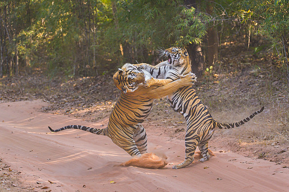 Tiger fight