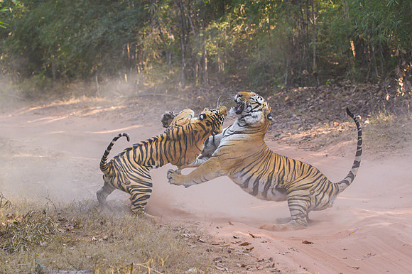 Tiger fight