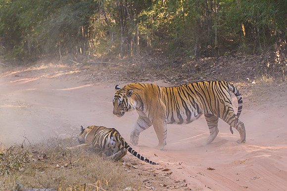 Tiger fight