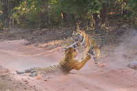 Tiger fight
