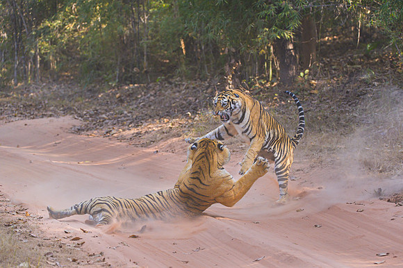 Tiger fight