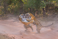 Tiger fight