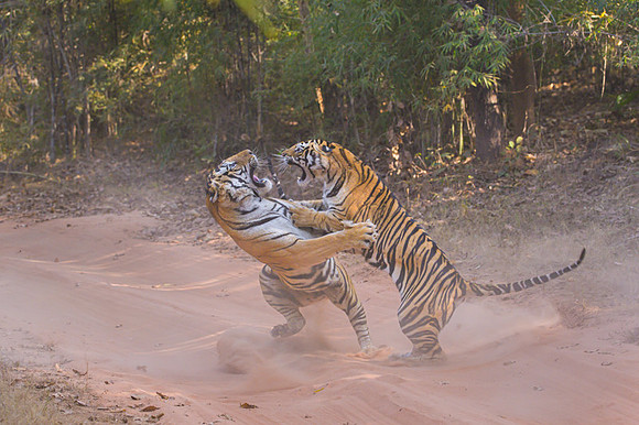 Tiger fight