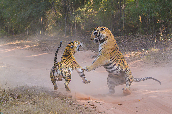 Tiger fight