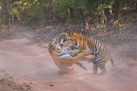 Tiger fight