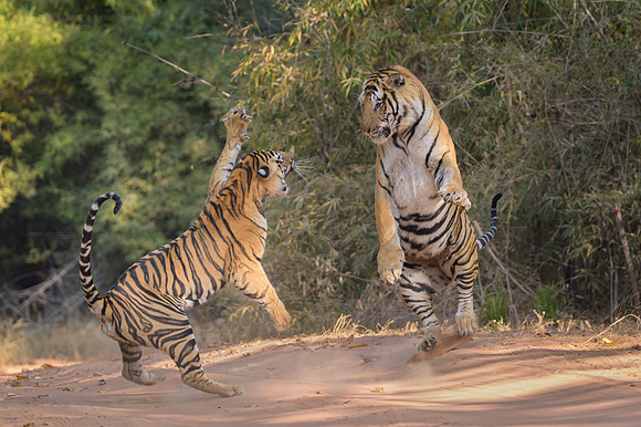 Tiger fight