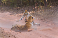 Tiger fight