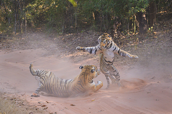 Tiger fight