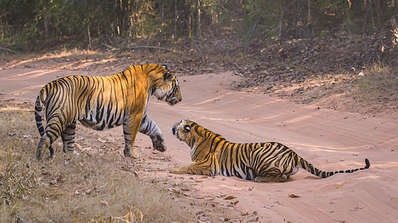 Tiger fight