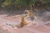 Tiger fight