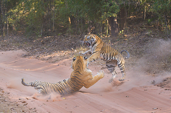 Tiger fight