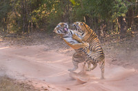 Tiger fight
