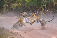 Tiger fight
