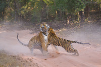 Tiger fight