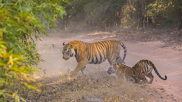Tiger fight