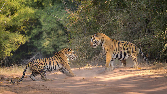 Tiger fight