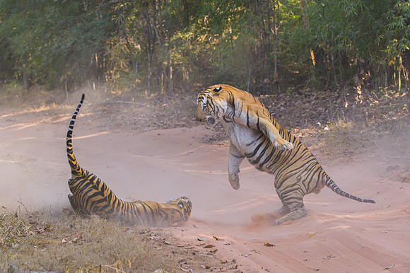 Tiger fight