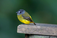 Ornate Flycatcher