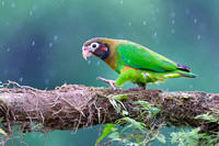 Brown-hoooded Parrot