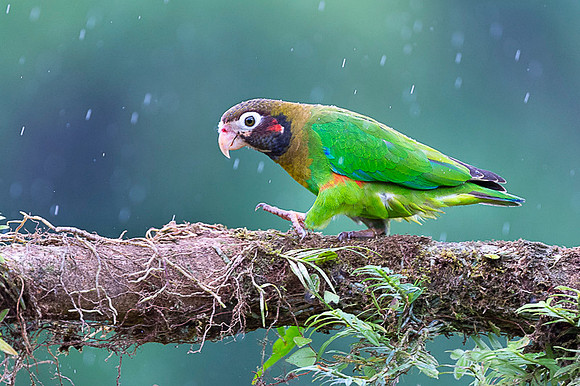 Brown-hoooded Parrot