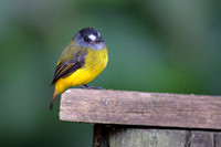 Ornate Flycatcher