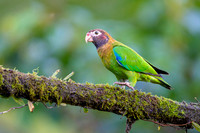 Brown-hoooded Parrot