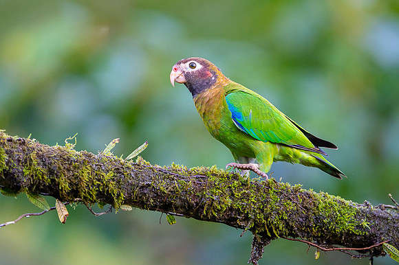 Brown-hoooded Parrot