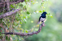 Magpie robin