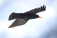 Red billed choughentor