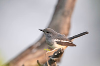 Magpie robin