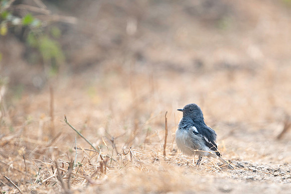 Magpie robin