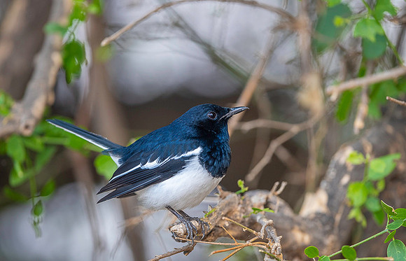 Magpie robin