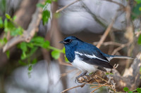 Magpie robin