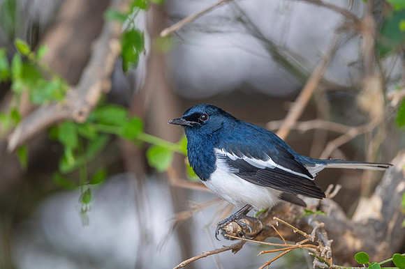 Magpie robin