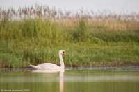Mute Swan / Łabędź niemy