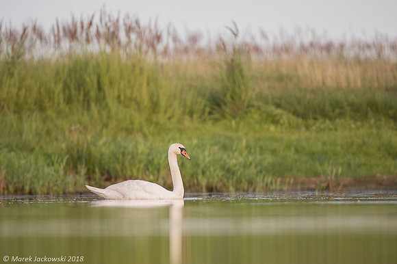 Mute Swan / Łabędź niemy