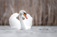 Mute Swan / Łabędź niemy