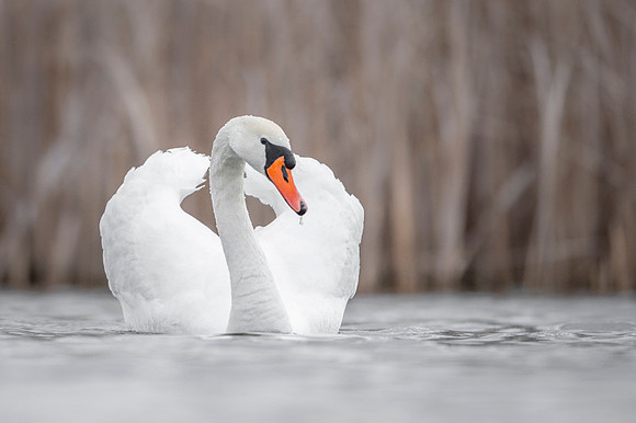 Mute Swan / Łabędź niemy
