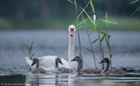 Mute Swan / Łabędź niemy
